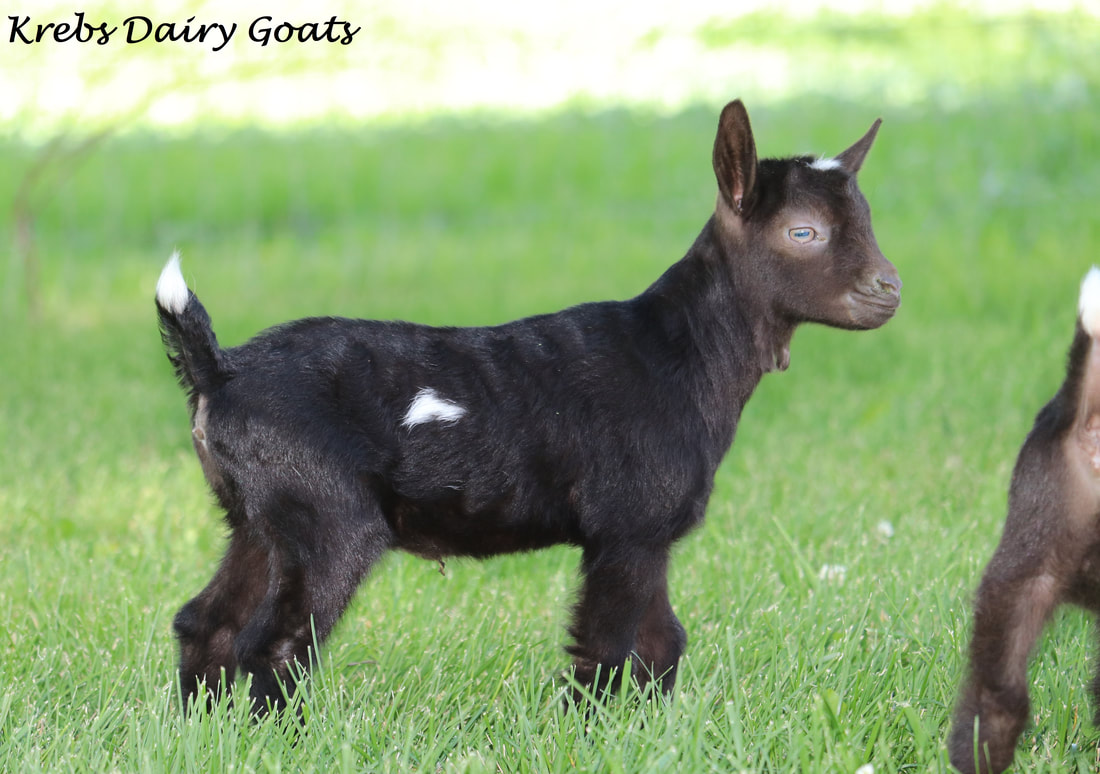 Once Upon A Dream Acres-Goats - Home