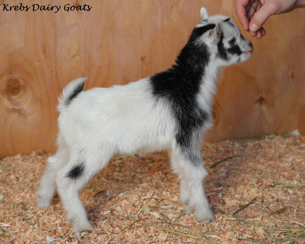 For Sale – West Barn Pygmy Goats